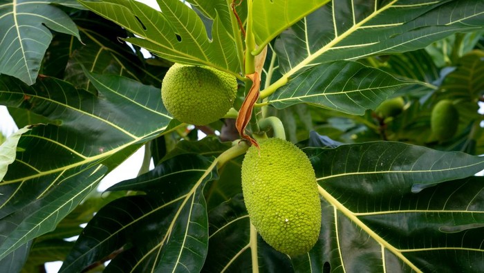 1761716542255-buah-sukun-dan-daun-sukun-1760666580968_169