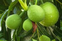 1761759441431-sukun-1761119869998_169