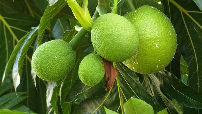 1761759441431-sukun-1761119869998_169