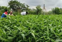 1761802825203-pegawai-pertamina-patra-niaga-sedang-berbicara-dengan-salah-satu-petani-sayur-desa-pulau-semambu-1761783452505_169