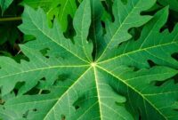 1761845986139-manfaat-daun-pepaya-untuk-kesehatan-3_169