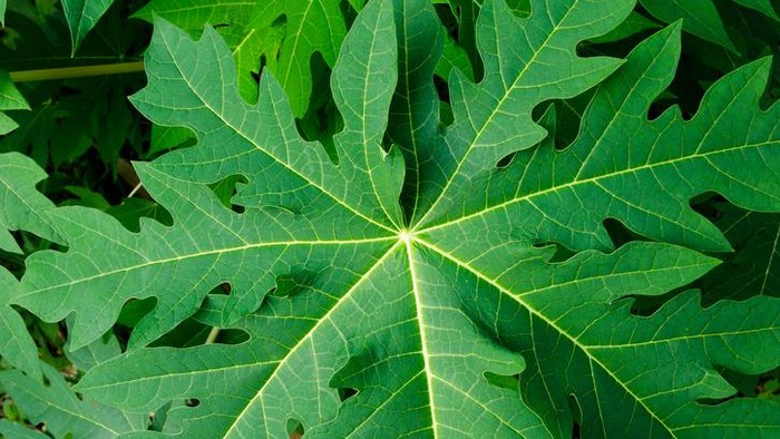 1761845986139-manfaat-daun-pepaya-untuk-kesehatan-3_169