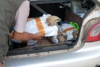 1761846067492-burung-elang-yang-hendak-diselundupkan-di-pelabuhan-bakauheni-lampung-1761814454315_169