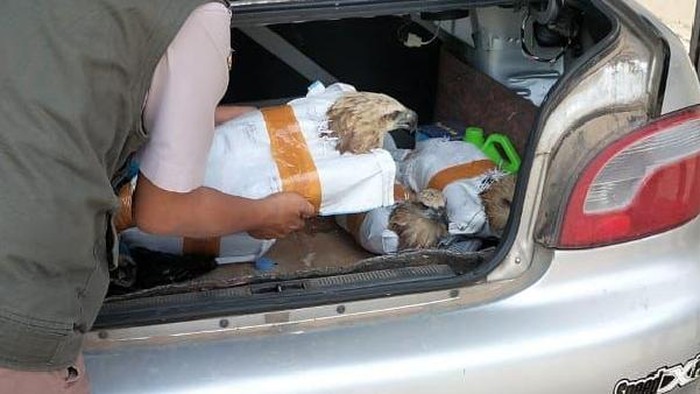 1761846067492-burung-elang-yang-hendak-diselundupkan-di-pelabuhan-bakauheni-lampung-1761814454315_169