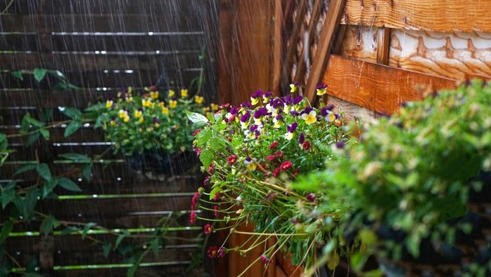 1761866508399-ilustrasi-tanaman-terkena-hujan_169