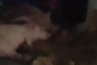 1761889341574-penampakan-mobil-berstiker-sppg-angkut-babi-di-nisel-foto-tangkapan-video-media-sosial-1761822477372_169