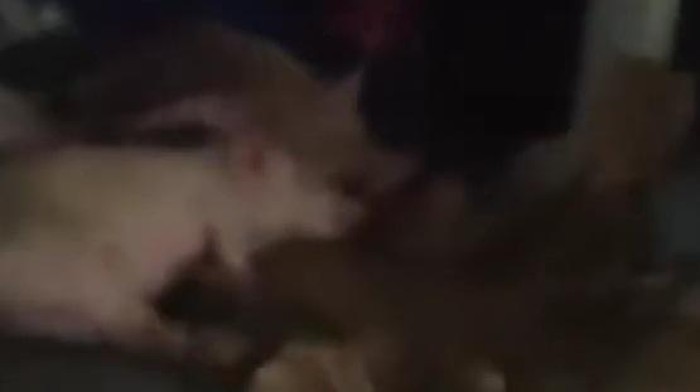 1761889341574-penampakan-mobil-berstiker-sppg-angkut-babi-di-nisel-foto-tangkapan-video-media-sosial-1761822477372_169