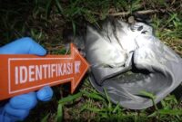 1761910872321-polisi-saat-olah-tkp-lokasi-penemuan-jasad-bayi-dalam-tas-gendong-di-lampung-selatan-1761888379843_169