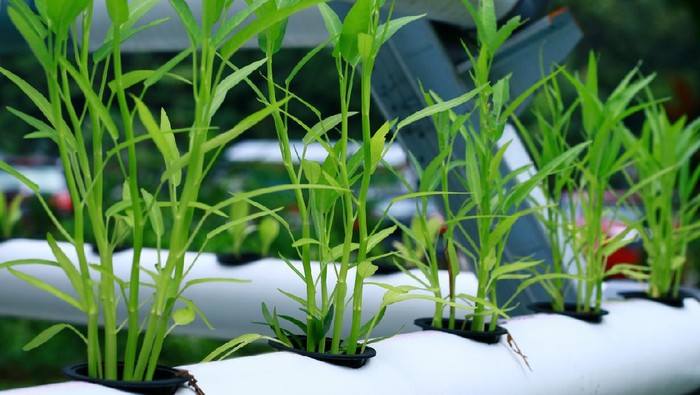 1762364230140-tanaman-kangkung-hidroponik_169