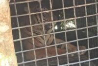 1762623479663-harimau-sumatera-terperangkap-dalam-kandang-jebak-di-lampung-barat-1761656750692_169