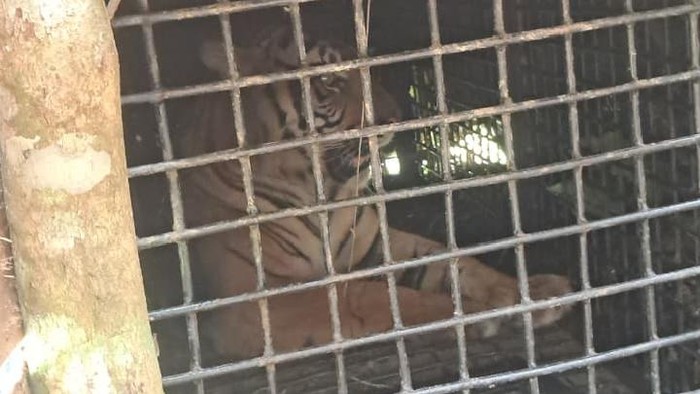 1762623479663-harimau-sumatera-terperangkap-dalam-kandang-jebak-di-lampung-barat-1761656750692_169