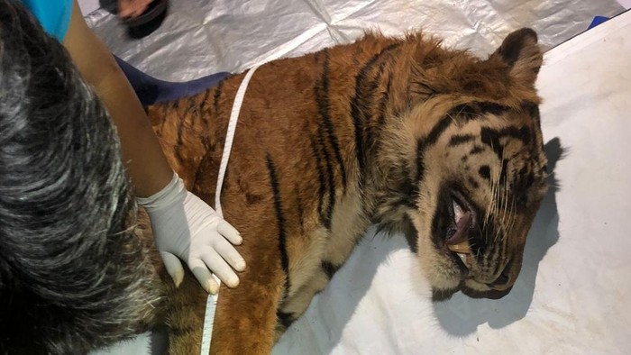 1762666540345-harimau-sumatera-di-lampung-mati-1762655963507_169