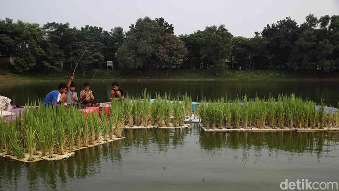 1763033922343-intip-budidaya-padi-apung-karya-ups-badan-air-3_169