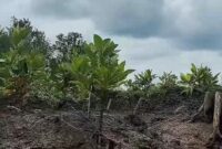 1763184761023-area-restorasi-mangrove-di-desa-sungsang-iv-banyuasin-yang-dilakukan-skk-migas-sumbagsel-dan-kkks-1763178893806_169