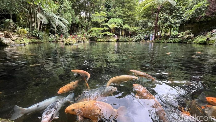 1763358132994-green-paradise-salah-satu-objek-wisata-yang-ada-di-pagar-alam-dengan-konsep-menyatu-dengan-alam-1763271361157_169