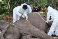 1763379839848-bangkai-gajah-sumatera-dilakukan-proses-nekropsi-1763359482902_169