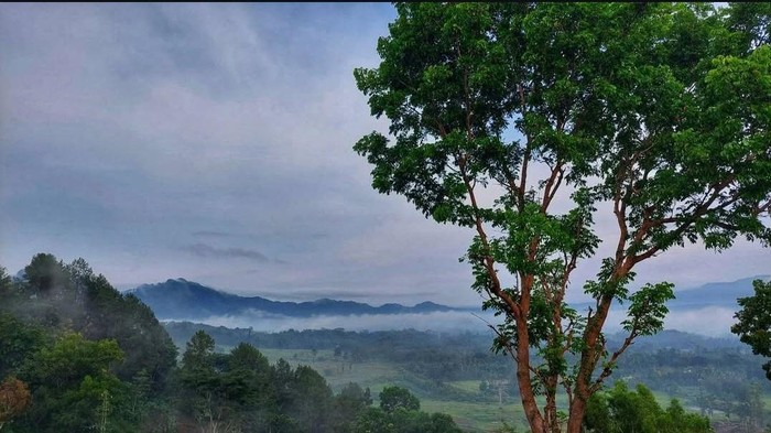 1763444323513-bukti-kukus-bangka-barat-1763385671702_169