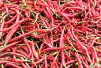 1763571951797-ilustrasi-cabai-merah-1757307340955_169