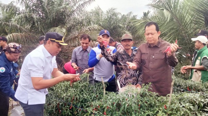 1763658339191-panen-raya-cabai-1763629631623_169