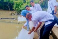 1763874350216-dinas-perikanan-melakukan-penebaran-benih-ikan-patin-di-sungai-musi-rawas-1763809212256_169