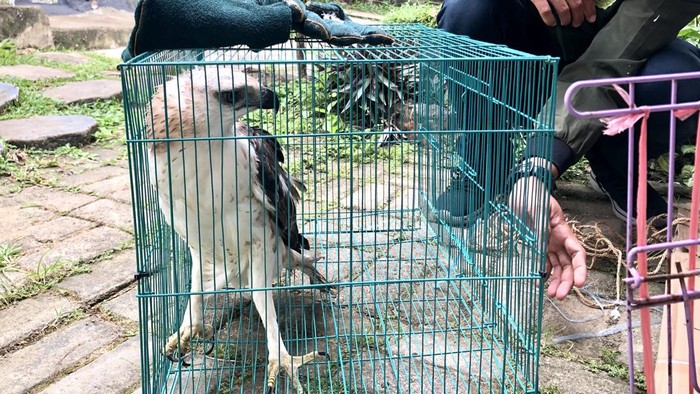 1764392805344-elang-berontok-saat-hendak-diserahkan-ke-twa-punti-kayu-palembang-1764329756786_169