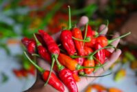 1764435938491-ilustrasi-cabai-rawit-merah_169