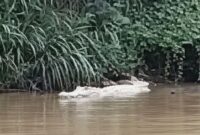 1764760003472-buaya-berwarna-putih-yang-berada-di-pringsewu-lampung-1764754728994_169