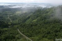 1764997578470-foto-hijaunya-hutan-kalimantan-yang-jadi-paru-paru-dunia_169