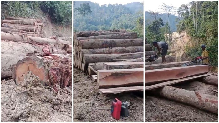 1765019147782-tangkap-layar-video-aktivitas-pembalakan-hutan-di-lampung-1765006274582_169