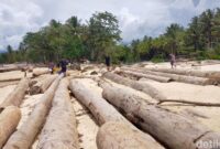 1765083930740-penampakan-kayu-gelondongan-di-pantai-lampung-1765019497635_169
