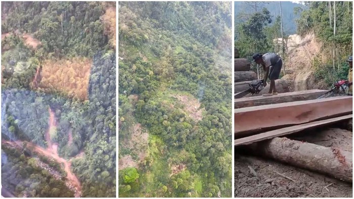 1765127136183-penampakan-hutan-di-pesisir-barat-yang-menjadi-lokasi-pembalakan-liar-1765098725599_169