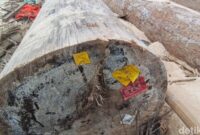 1765191943080-label-kementerian-kehutanan-ditemukan-di-kayu-terdampar-di-lampung-1765174488558_169