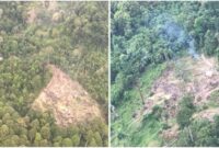 1765213574215-foto-udara-kondisi-hutan-di-pesisir-barat-yang-dilakukan-pembalakan-1765181475157_169