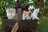 1765256766425-anak-kucing_169