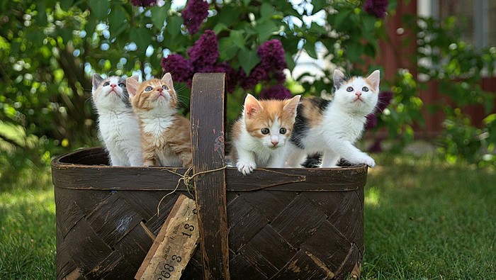 1765256766425-anak-kucing_169