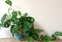 1765602340879-monstera_169