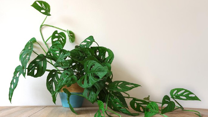 1765602340879-monstera_169