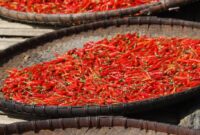 1765731945823-ilustrasi-cabai-merah_169