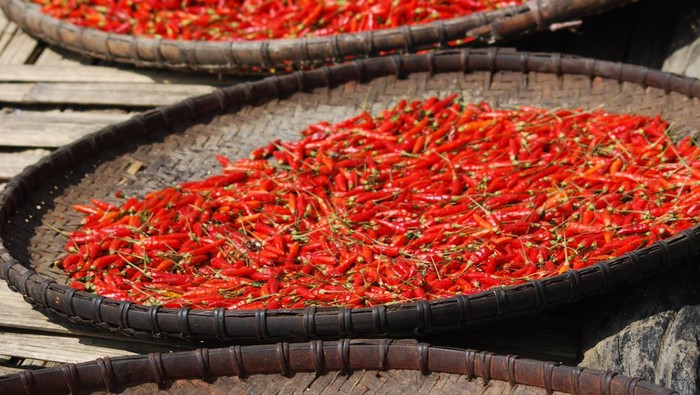 1765731945823-ilustrasi-cabai-merah_169