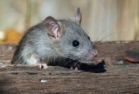 1767891951615-seekor-tikur-1758613316499_169