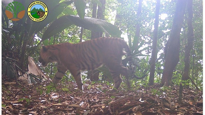 1767891980650-harimau-sumatera-terekam-kamera-jebak-di-tn-bukit-tigapuluh-1767859967056_169