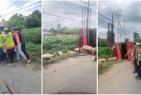 1768410387261-tangkap-layar-truk-bermuatan-babi-terguling-1768376749594_169