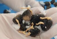 1769187995492-benih-sawit-yang-diperiksa-balai-karantina-sumsel-sebelum-diekspor-ke-peru-1769165311884_169