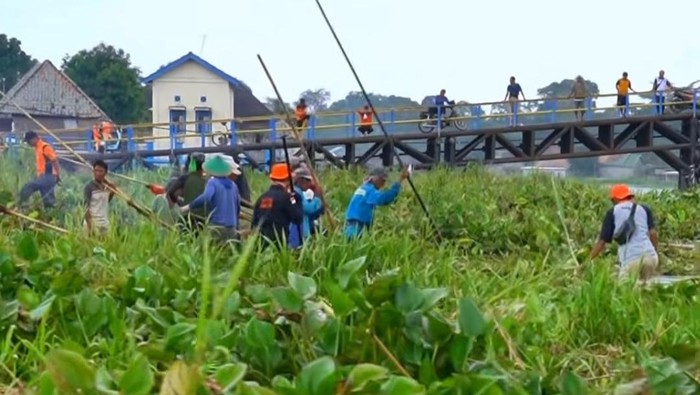 1769317570525-bpbd-oki-bersama-warga-lakukan-pembersihan-eceng-gondok-di-aliran-sungai-komering-1769245737900_169