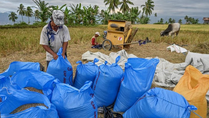 1769339165870-serapan-gabah-dan-beras-petani-1_169