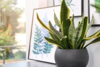 1769555114293-ilustrasi-tanaman-hias-lidah-mertua-atau-sansevieria_169